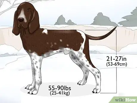 Image titled Identify a Bracco Italiano Step 1