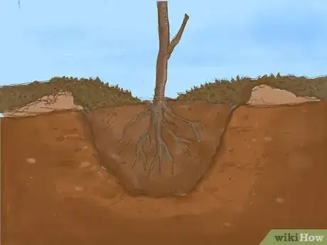 Image titled Plant a Bare Root Tree Step 8