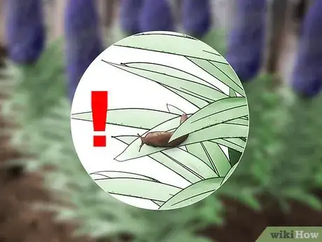 Image titled Grow Echium Step 18