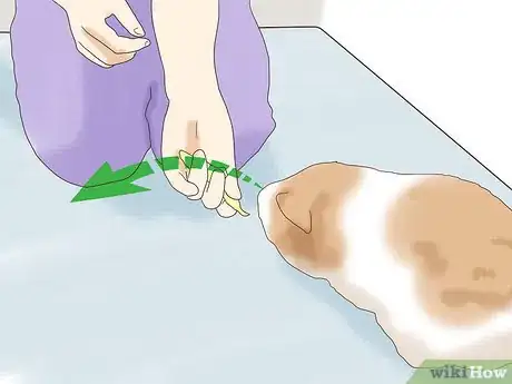 Image titled Teach a Guinea Pig to Do Tricks Step 2