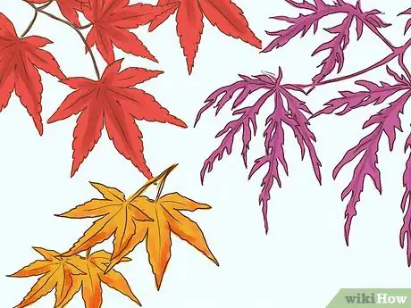 Image titled Choose Japanese Maple Trees Step 11