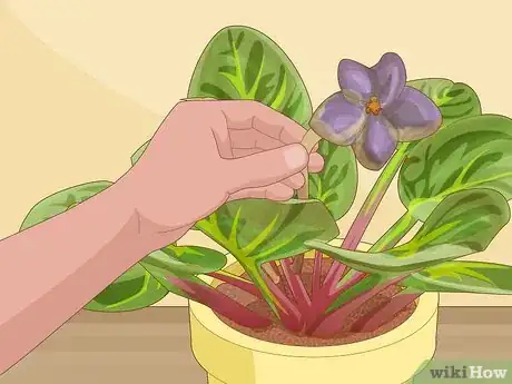 Image titled Get African Violets to Bloom Step 7