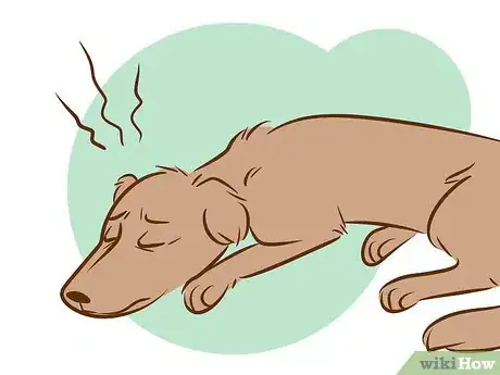 Image titled Recognize a Dying Dog Step 16