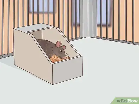 Image titled Care for a Manx Rat Step 4