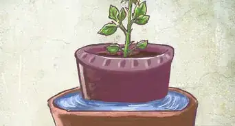 Plant a Bare Rooted Rose Bush in a Pot