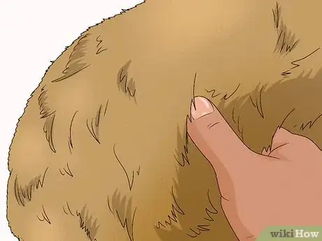 Image titled Identify a Cairn Terrier Step 11