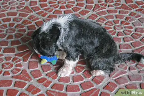 Image titled Get Your Dog to Stop Playing Fetch With You Step 2