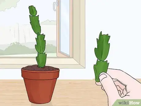 Image titled Plant a Christmas Cactus Step 21