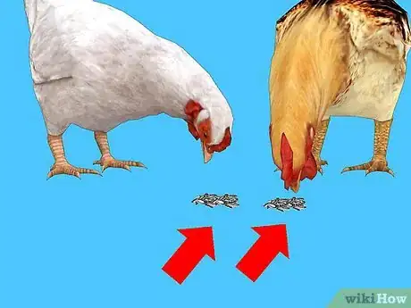 Image titled Feed Chickens Organically Step 2