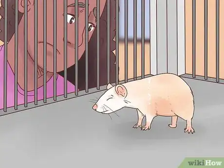 Image titled Care for a Manx Rat Step 9