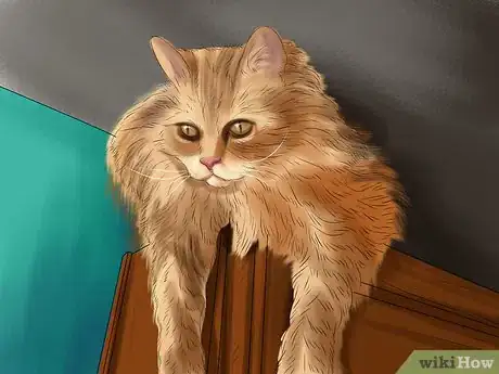 Image titled Provide High Resting Spaces for Your Cat Step 1