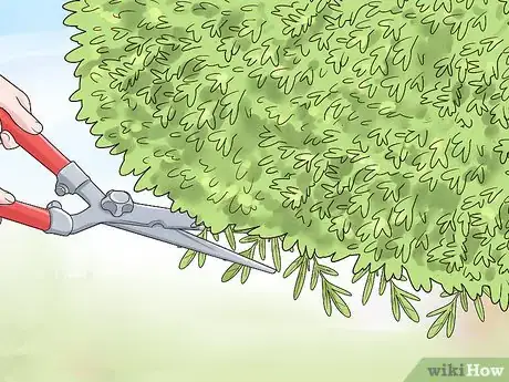 Image titled Prune a Dappled Willow Step 9