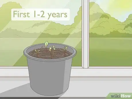 Image titled Grow Pawpaws Step 9