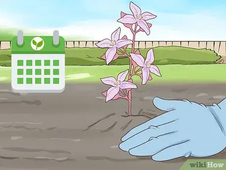 Image titled Grow Boronia Step 8