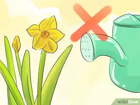 Image titled Grow Jonquils Step 6