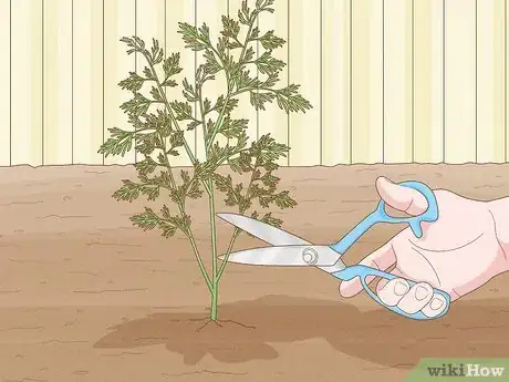 Image titled Harvest Dill Step 3