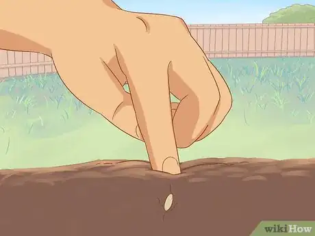 Image titled Grow Cucumbers Step 11