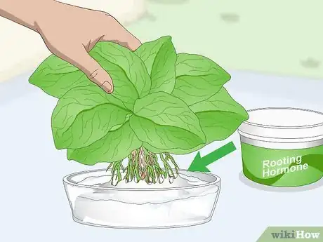 Image titled Divide Gerbera Daisies Step 6