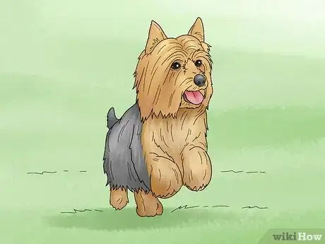 Image titled Identify a Silky Terrier Step 15