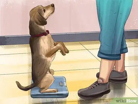 Image titled Prepare Your Dog for the Vet Step 5