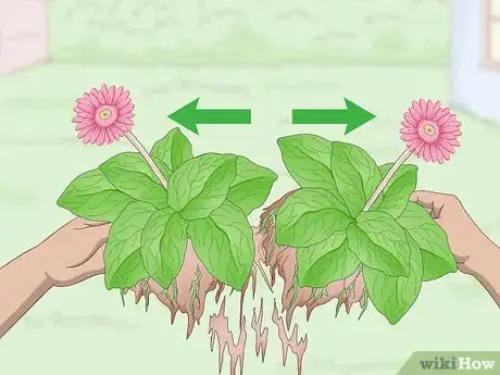 Image titled Divide Gerbera Daisies Step 3