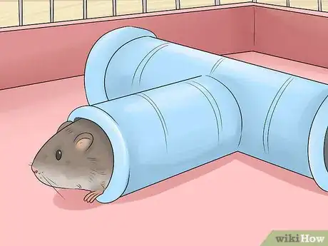 Image titled Keep a Pet Rat at a Healthy Weight Step 7