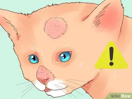 Image titled Choose the Right Kitten for Your Home Step 13