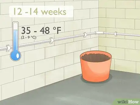 Image titled Force Bulbs Indoors Step 6