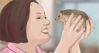 Tame a Hedgehog