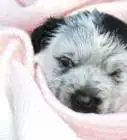 Bathe a Newborn Puppy