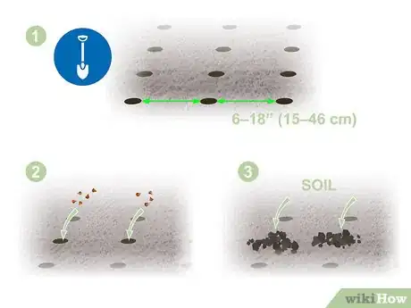 Image titled Grow Biennial Vegetables Step 04
