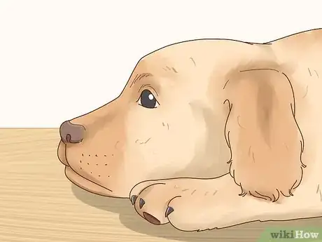 Image titled Recognize Signs of Anxiety in Dogs Step 16
