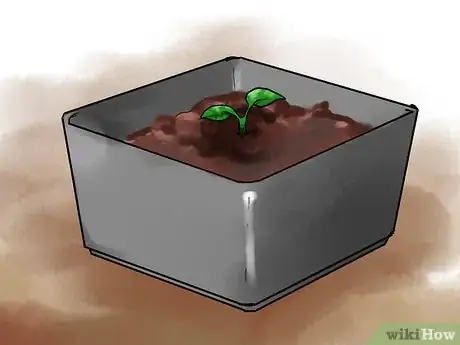 Image titled Grow Eggplants in Pots Step 14