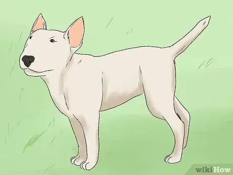 Image titled Identify a Bull Terrier Step 8