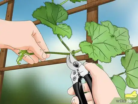 Image titled Prune Cucumber Plants Step 11
