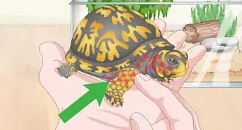 Care for an Eastern Box Turtle