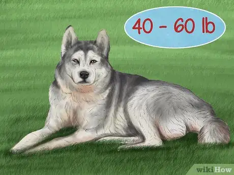 Image titled Care for Sled Dogs Step 15