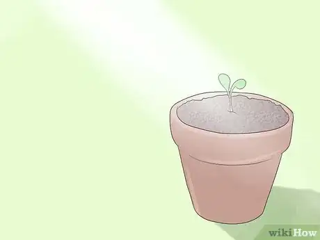 Image titled Grow Sage Step 5