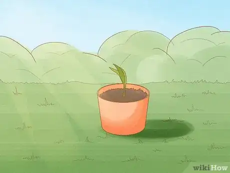 Image titled Force Bulbs Indoors Step 7