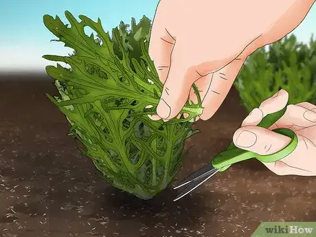 Image titled Grow Endive Step 13