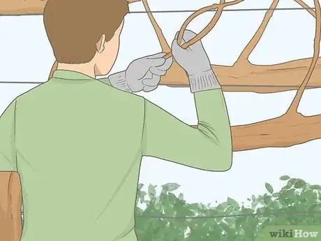 Image titled Prune Grape Vines for Winter Step 3