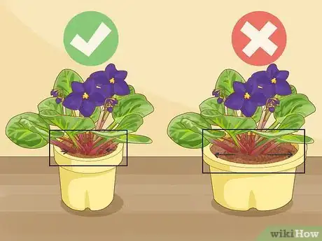 Image titled Get African Violets to Bloom Step 8