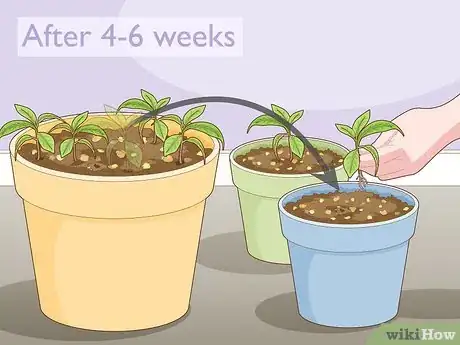 Image titled Grow a Noni Tree Step 8