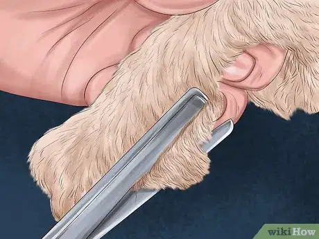 Image titled Keep an Older Dog Warm in Cold Weather Step 10