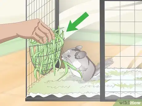 Image titled Supplement Nutrients in Your Chinchilla's Diet Step 1