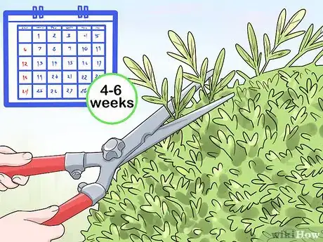 Image titled Prune a Dappled Willow Step 8