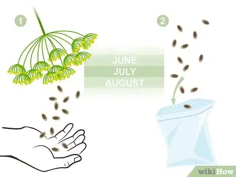 Image titled Grow Biennial Vegetables Step 11