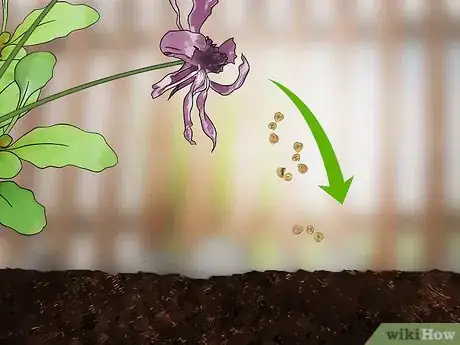 Image titled Grow African Daisy (Arctotis) Step 16