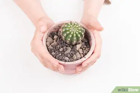 Image titled Pot a Spiny Cactus Without Getting Pricked Step 1