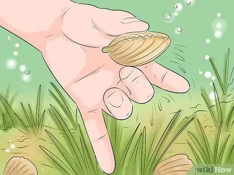 Image titled Go Scalloping Step 7